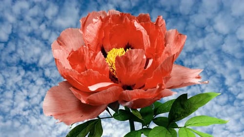 Red to Yellow Flower of Tree Peony Blooming in Time Lapse Close up on a Cloudscape Timelapse