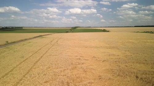 Wheat field aerial view in Ukraine