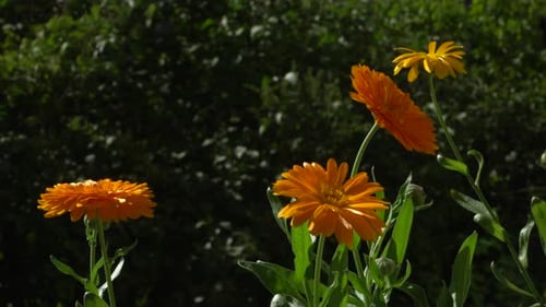 Ringelblumenblüten blühen in Nahaufnahme orange bis gelb. Blick auf den Anbau von Heilpflanzen in