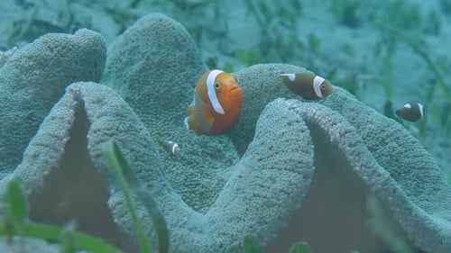 Schools of Clownfish Swim Over Anemone Reef in Turquoise Sea