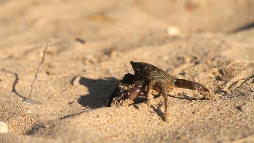 Black Sea Crab Arthropods Moves Across the Sand Seeks Shelter Hides and Runs Away Traces of Crab