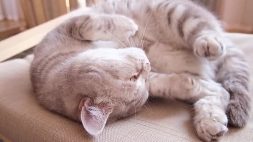 Gray Tabby Cat Curled Up Asleep