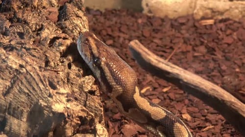 Primer plano de la cabeza de la pitón real o pitón bola Python regius