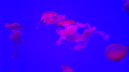 Medusa nadando em um tanque