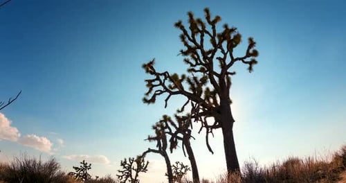 Cloudscape and sunset in the Mojave Desert with a Joshua tree in the foreground - time lapse