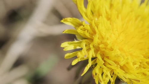 Gelbe Löwenzahnblüte im Sommer im verschwommenen Hinterhofgarten. - Slider, Makroaufnahme