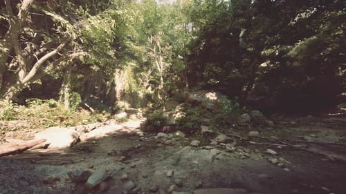 A Dirt Road Surrounded By Trees and Rocks Mountain Path