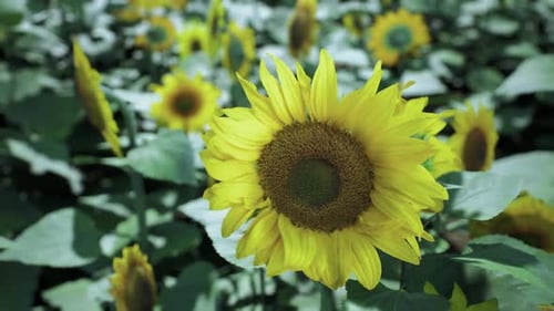 Des tournesols éclatants fleurissent dans un champ verdoyant sous un ciel bleu clair