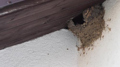 House Martins Feed and Teach Their Young Under a Brown Roof