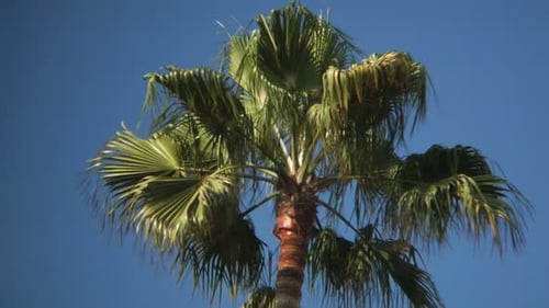 Folhas de palmeira em um dia ensolarado