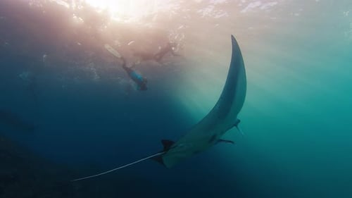 Manta Ray Swims Past Scuba Divers