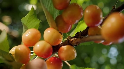 Ripe Sweet Cherry Picking Hand Closeup