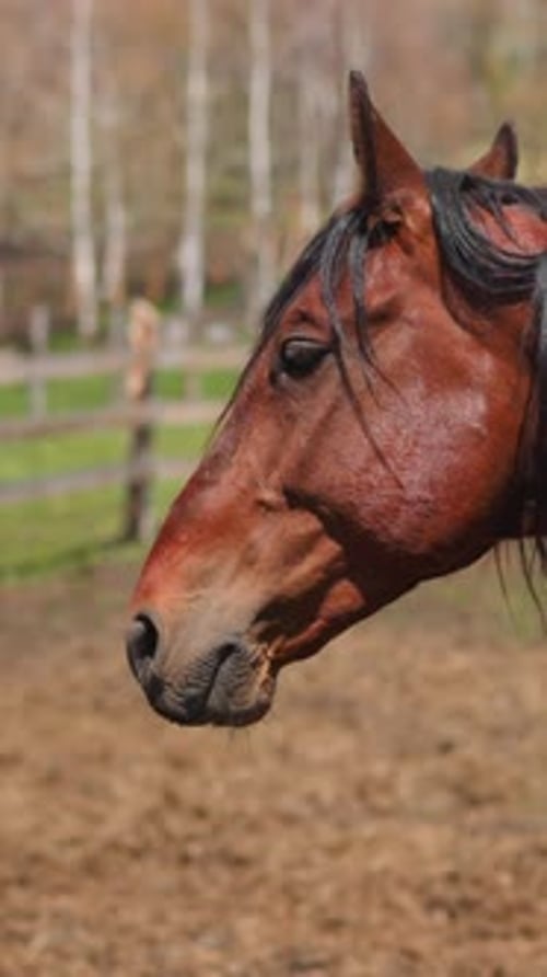Un caballo castaño con melena negra suelta se encuentra en el potrero