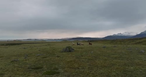 Islandpferde galoppieren auf einem Hügel mit Sonnenaufgang im Hintergrund am Morgen in Island
