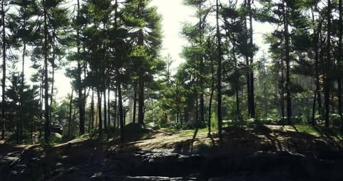 Sunlight Filters Through a Serene Forest Showcasing Natures Tranquility