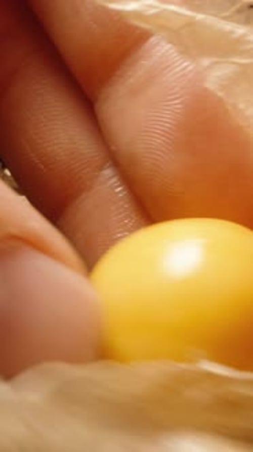 Vidéo verticale. Je détache l'enveloppe des baies oranges de Physalis une par une, en gros
plan.