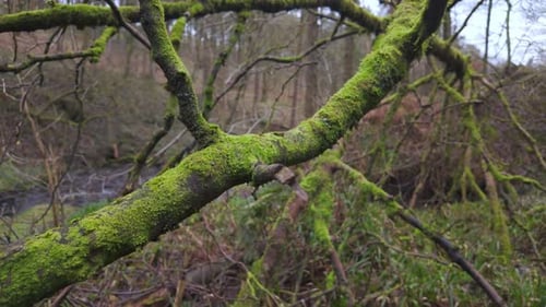 Woodland views of a tall tree covered in moss. Under the canopy of the English forest.