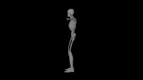 rotating human skeleton, Backgrounds Motion Graphics ft. bone & anatomy ...