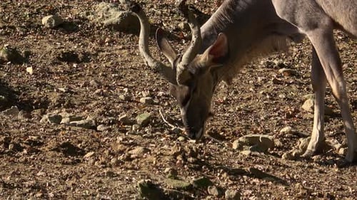 Kudu Seitenansicht sucht nach Nahrung (Tragelaphus strepsiceros).