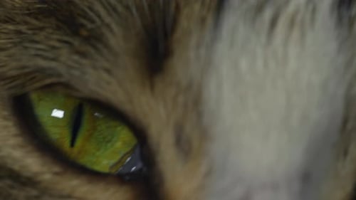 Extreme Close Up of Cat's Green Eye