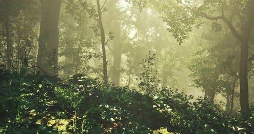 Misty Morning in a Tranquil Forest Filled with Greenery and Sunlight