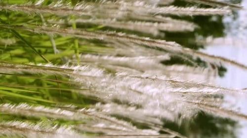 Les fleurs d'herbe sont en route lorsque le soleil brille. Séquence verticale