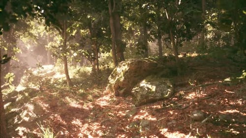 Sunlight Filtering Through Trees in a Forested Area During the Afternoon