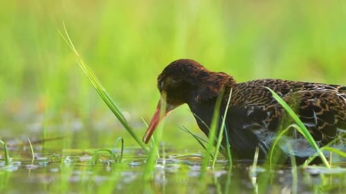 Ruff feeding in wetlands, high detail 4k