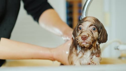 Small Dog Getting a Bath Indoors