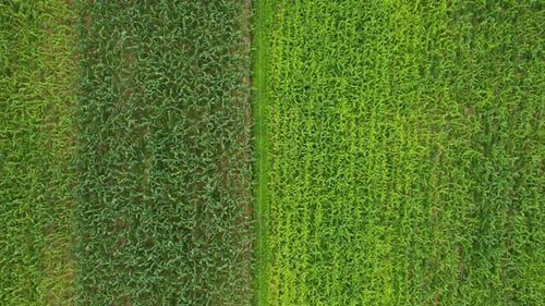 Top Aerial View Of The Cornfield