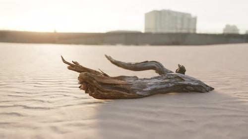Piece of an Old Root is Lying in the Sand of the Beach