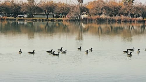 Un sereno grupo de patos que se deslizan por un lago tranquilo con reflejos de árboles y juncos, creando una t