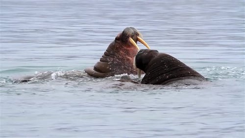 Walrus Young playing in arctic Water, Svalbard
