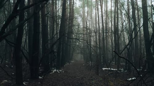 Zoom in Out Road Passing Through Scary Mysterious Forest with Green Light in Fog in Winter Nature