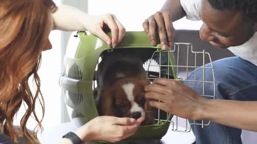 Cavalier King Charles Spaniel Going into Green Carrier