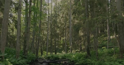 Lush forest scene. Camera pans down to reveal a magical forest setting with wild ferns growing on th
