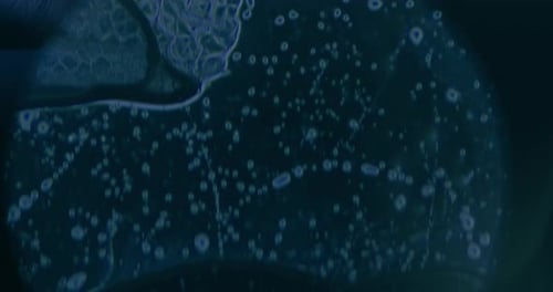 Microscopic Life Forms Observed Close Up