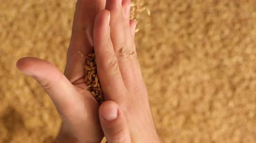 Hands Holding and Releasing Wheat Seeds