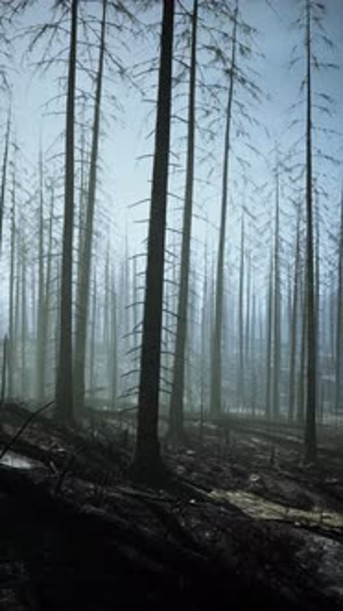 Bosque denso con árboles altos