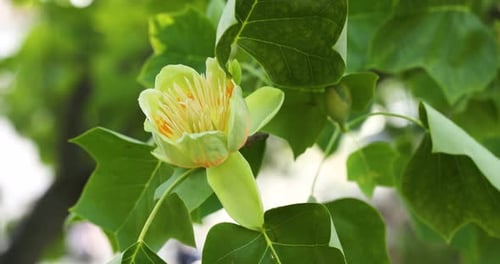 Close-up of a yellow tulip tree flower