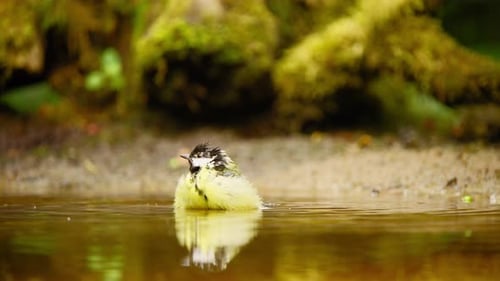 Great Tit in Friesland Netherlands pushes head and beak into pool of water with feathers fluffing ar