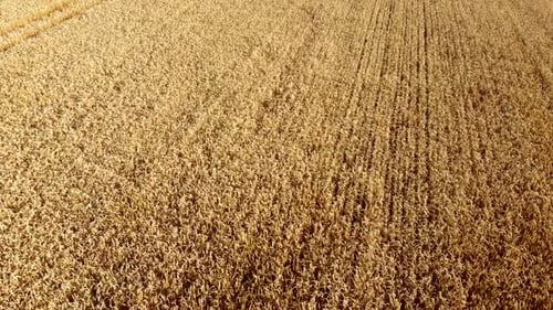 Wheat Field