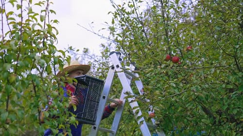 Picking juicy apples from tree branches. Apple harvesting by farmer from the tree.