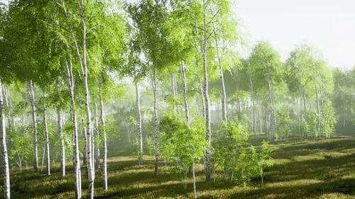Sunrise or Sunset in a Spring Birch Forest with Rays of Sun Shining