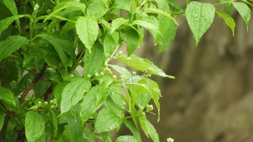 The reflection of the light on the leaves in a shiny and rainy day with beautiful colors and nice co
