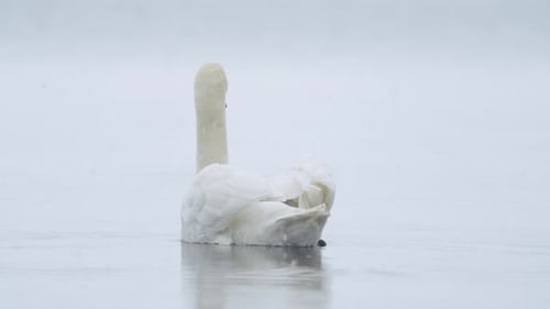 Wilder Höckerschwan frisst Gras unter Wasser, Nahaufnahme an bewölktem Tag