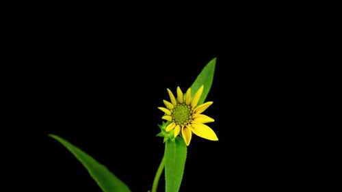 Yellow Flower - 4K