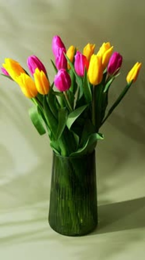 Multicolored Fresh Tulips in Vase in Green Background with Trendy Deep Shadows Spring Flowers in