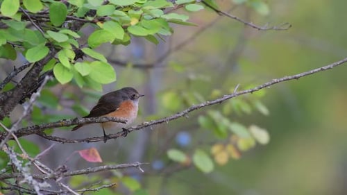 Common Redstart Phoenicurus phoenicurus. The bird sits on a branch and flies away