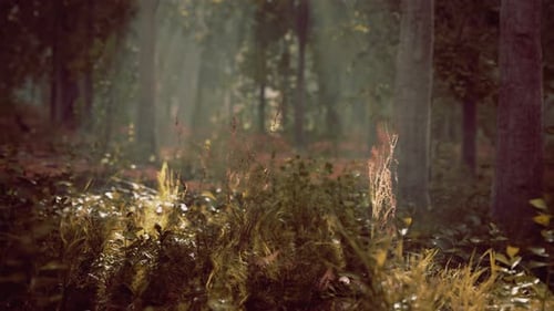 La lumière brille dans la nature